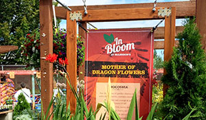 In Bloom- Flower of the Month Campaign